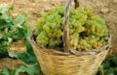 vendemmia vendemmia