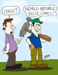 cimice asiatica