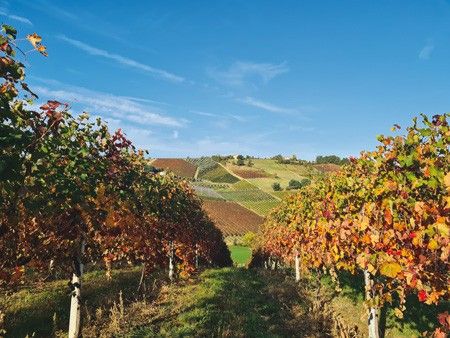 aumentano i vigneti