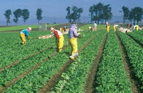 manodopera agricola
